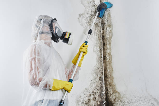 Best Black Mold Remediation in Mount Ora, OH