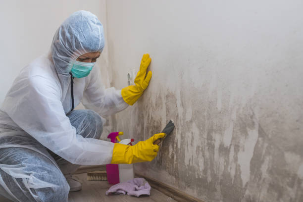 Best Residential Mold Remediation in Mount Ora, OH