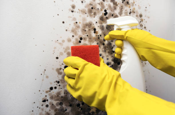 Best Bathroom Mold Remediation in Mount Ora, OH