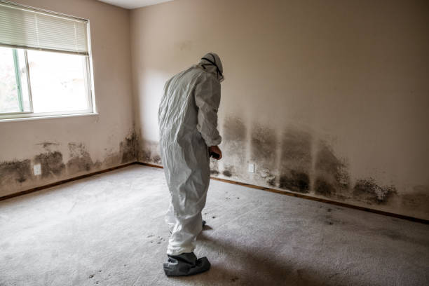 Best Attic Mold Remediation in Mount Ora, OH