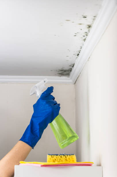 Best HVAC Mold Remediation in Mount Ora, OH